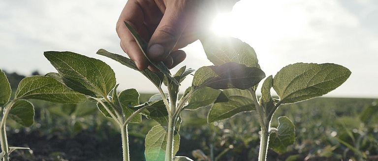 Eine Hand berührt die blühenden Pflanzen, die auf schwarzem Boden tief verwurzelt sind. Die Sonne scheint im Hintergrund