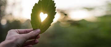 Grünes Blatt in der Hand mit ausgeschnittenem Herzen, die Sonne scheint durch das Herz. 