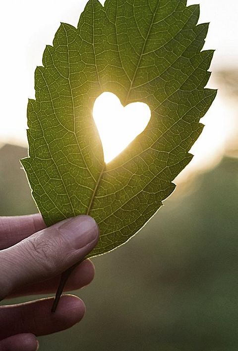 Grünes Blatt in der Hand mit ausgeschnittenem Herzen, die Sonne scheint durch das Herz. 