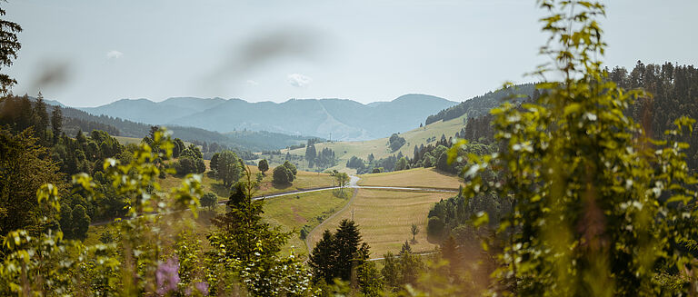 Eine malerische Landschaft im Schwarzwald, mit grünen Hügeln und Wäldern. Ein Weg schlängelt sich durch die Felder und Wälder, unter einem klaren Himmel.